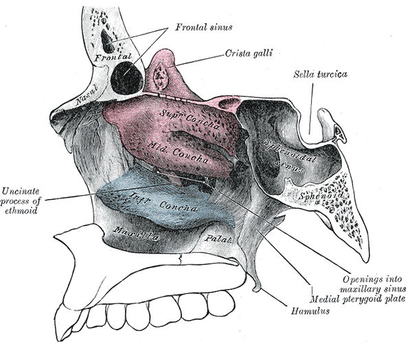 Nose Anatomy - CSOHNS